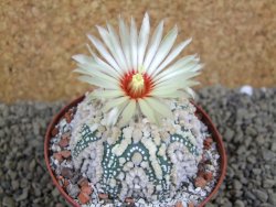 Astrophytum Hanazano Kabuto Star Ship, pot 9 cm - 12398562