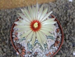 Astrophytum Hanazano Kabuto Star Ship, pot 9 cm - 12398563