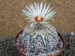 Astrophytum Hanazano Kabuto Star Ship, pot 9 cm - 12398564