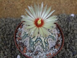 Astrophytum Hanazano Kabuto Star Ship, pot 9 cm - 12398565