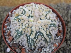 Astrophytum Hanazano Kabuto Star Ship, pot 9 cm - 12398566