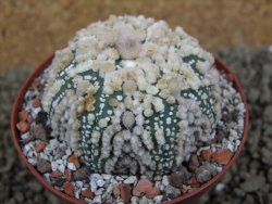 Astrophytum Hanazano Kabuto Star Ship, pot 9 cm - 12398568