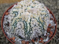 Astrophytum Hanazano Kabuto Star Ship, pot 9 cm - 12398569