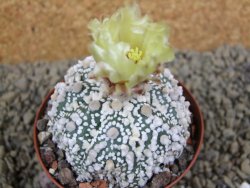 Astrophytum Hanazano Kabuto Star Ship, pot 8 cm - 12398570