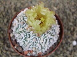 Astrophytum Hanazano Kabuto Star Ship, pot 8 cm - 12398571