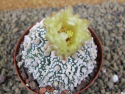 Astrophytum Hanazano Kabuto Star Ship, pot 8 cm - 12398572