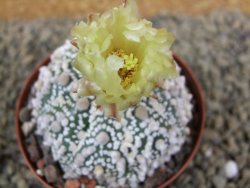 Astrophytum Hanazano Kabuto Star Ship, pot 8 cm - 12398573