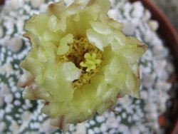 Astrophytum Hanazano Kabuto Star Ship, pot 8 cm - 12398575