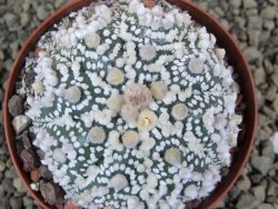 Astrophytum Hanazano Kabuto Star Ship, pot 8 cm - 12398576