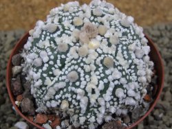 Astrophytum Hanazano Kabuto Star Ship, pot 8 cm - 12398577