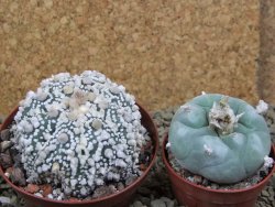 Astrophytum Hanazano Kabuto Star Ship, pot 8 cm - 12398579