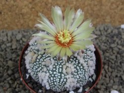 Astrophytum Hanazano Kabuto Star Ship, pot 8 cm - 12398580