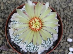 Astrophytum Hanazano Kabuto Star Ship, pot 8 cm - 12398581