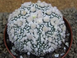 Astrophytum Hanazano Kabuto Star Ship, pot 8 cm - 12398583