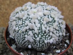 Astrophytum Hanazano Kabuto Star Ship, pot 8 cm - 12398584