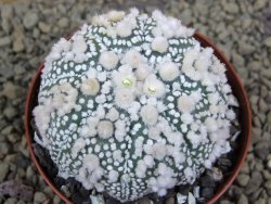 Astrophytum Hanazano Kabuto Star Ship, pot 8 cm - 12398585