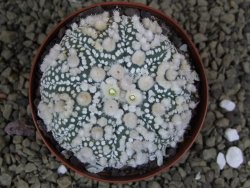 Astrophytum Hanazano Kabuto Star Ship, pot 8 cm - 12398586