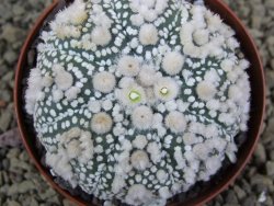 Astrophytum Hanazano Kabuto Star Ship, pot 8 cm - 12398587