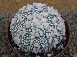 Astrophytum Hanazano Kabuto Star Ship, pot 8 cm - 12398588