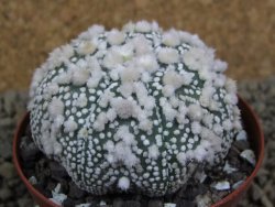 Astrophytum Hanazano Kabuto Star Ship, pot 8 cm - 12398589