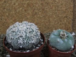 Astrophytum Hanazano Kabuto Star Ship, pot 8 cm - 12398590