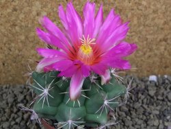 Thelocactus heterochromus Rodeo, Dur. pot 7 cm - 12398591