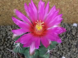 Thelocactus heterochromus Rodeo, Dur. pot 7 cm - 12398592