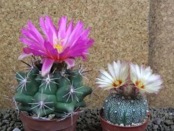 Thelocactus heterochromus Rodeo, Dur. pot 7 cm - 12398594