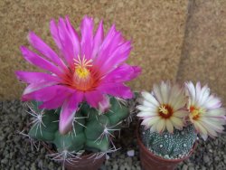 Thelocactus heterochromus Rodeo, Dur. pot 7 cm - 12398595