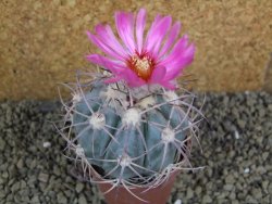 Echinocactus horizonthalonius km 38 El Hundido, pot 7 cm - 12398597