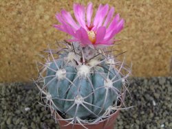 Echinocactus horizonthalonius km 38 El Hundido, pot 7 cm - 12398598