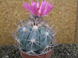 Echinocactus horizonthalonius km 38 El Hundido, pot 7 cm