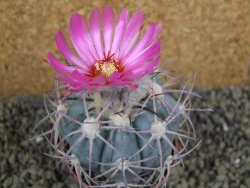 Echinocactus horizonthalonius km 38 El Hundido, pot 7 cm - 12398600