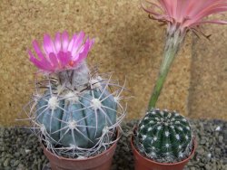 Echinocactus horizonthalonius km 38 El Hundido, pot 7 cm - 12398601