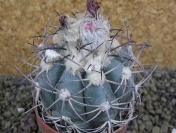 Echinocactus horizonthalonius km 138 El Hundido, pot 7 cm