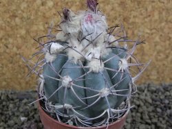 Echinocactus horizonthalonius km 138 El Hundido, pot 7 cm - 12398603