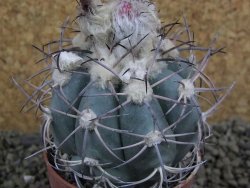 Echinocactus horizonthalonius km 138 El Hundido, pot 7 cm - 12398605