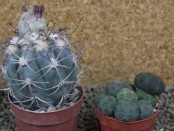 Echinocactus horizonthalonius km 138 El Hundido, pot 7 cm - 12398606