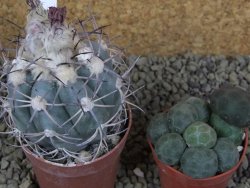 Echinocactus horizonthalonius km 138 El Hundido, pot 7 cm - 12398607