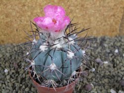 Echinocactus horizonthalonius km 138 El Hundido, pot 7 cm - 12398609