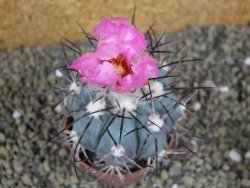 Echinocactus horizonthalonius km 138 El Hundido, pot 7 cm - 12398610