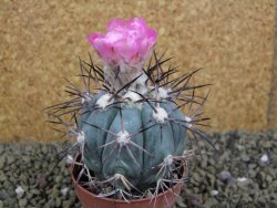 Echinocactus horizonthalonius km 138 El Hundido, pot 7 cm - 12398612