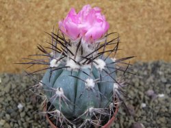 Echinocactus horizonthalonius km 138 El Hundido, pot 7 cm - 12398613