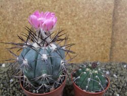 Echinocactus horizonthalonius km 138 El Hundido, pot 7 cm - 12398614