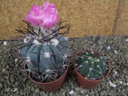 Echinocactus horizonthalonius km 138 El Hundido, pot 7 cm - 12398615