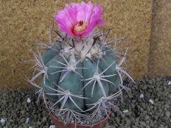 Echinocactus horizonthalonius, pot 8,5 cm Grafted, Roubovaný - 12398616