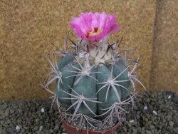 Echinocactus horizonthalonius, pot 8,5 cm Grafted, Roubovaný - 12398618