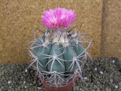 Echinocactus horizonthalonius, pot 8,5 cm Grafted, Roubovaný - 12398619