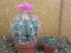 Echinocactus horizonthalonius, pot 8,5 cm Grafted, Roubovaný - 12398620