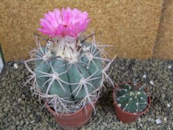 Echinocactus horizonthalonius, pot 8,5 cm Grafted, Roubovaný - 12398621